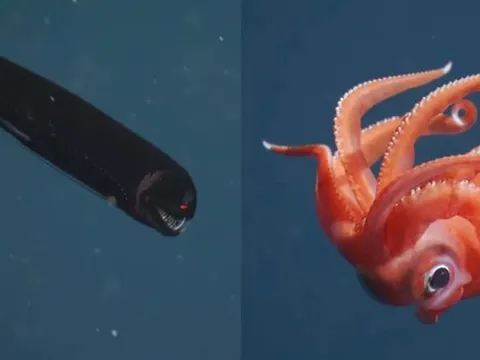 Chạm trán những sinh vật ngoạn mục dưới đáy biển sâu