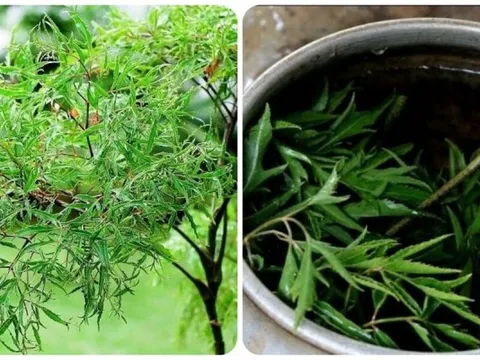 Những người không nên uống nhiều nước đinh lăng