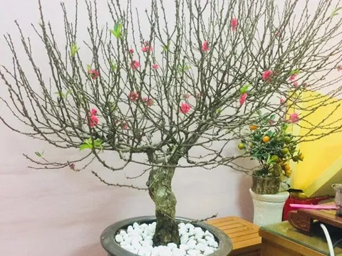 Cảnh báo đặc biệt tới các gia đình đang bày hoa đào ngày Tết