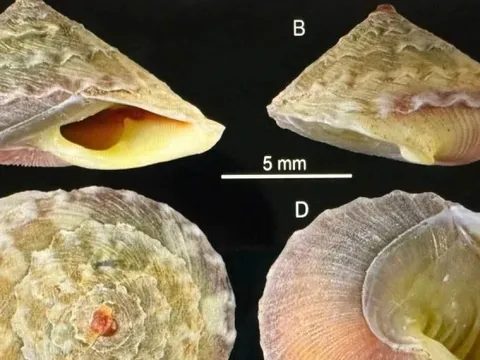 Phát hiện thêm loài mới và nhiều chim quý hiếm ở Quảng Trị