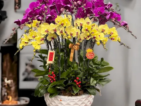 Cảnh báo đặc biệt tới các gia đình đang bày lan ngày Tết