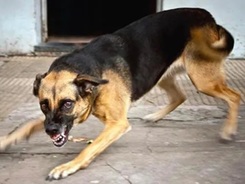 Báo động đỏ bệnh dại ở Đà Nẵng: Phát hiện 3 ổ dịch dại trên chó, 6 người bị phơi nhiễm sau Tết