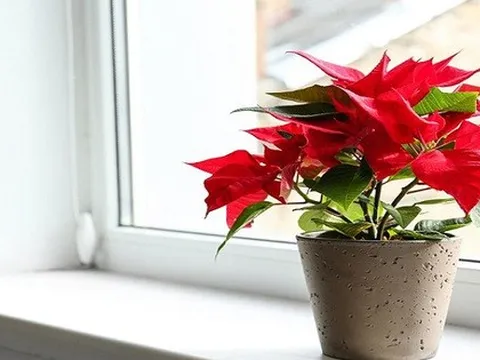 3 loại cây cảnh quen thuộc không nên trồng trong nhà