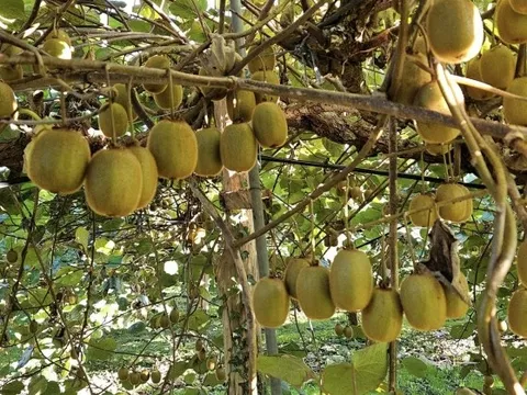 Ung thư rất “sợ” 6 loại quả này, dễ kiếm ở Việt Nam nhưng không phải ai cũng biết tận dụng