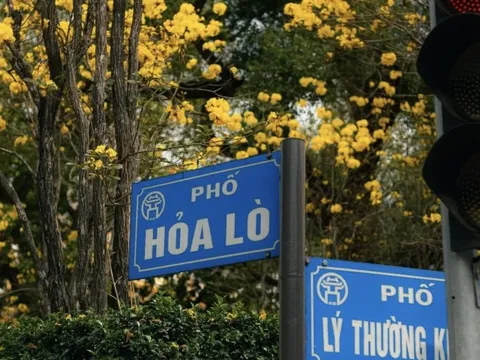 Hoa phong linh nhuộm vàng rực trời Hà Nội