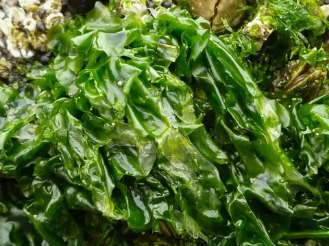 Loại rau xanh mướt hiếm khi “ngậm” thuốc trừ sâu, trời Tây mê tít: Ra chợ Việt là thấy đầy