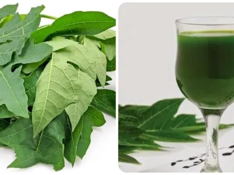 Uống nước lá đu đủ hàng ngày có tốt không?