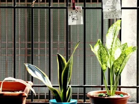 3 loại cây đừng đặt ở ban công vì sẽ cản tài lộc