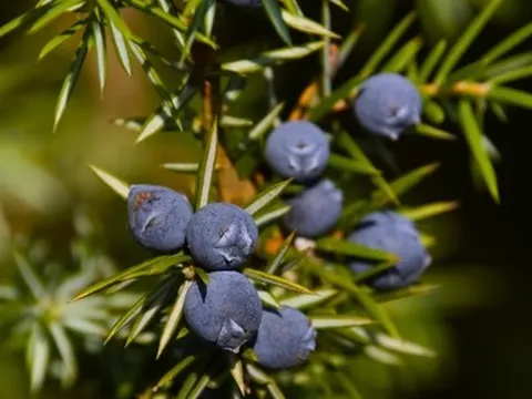 3 loại cây đừng đặt tại phòng khách