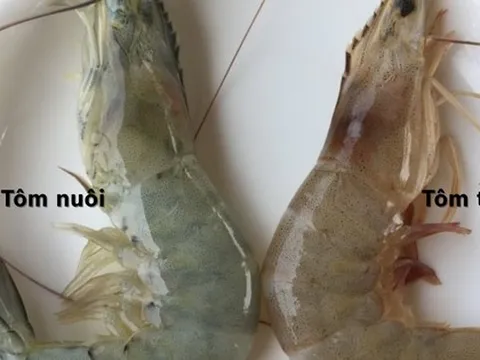 Mẹo "xương máu" phân biệt tôm nuôi và tôm tự nhiên, người bán ít khi tiết lộ
