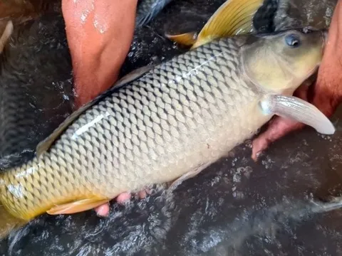 Mẹo xương máu phân biệt cá tươi và cá ươn, người bán "cậy mồm" cũng không nói