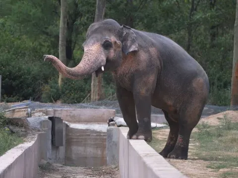 Cuộc giải cứu chú voi cô đơn nhất thế giới bị cầm tù 35 năm bên hài cốt bạn đời