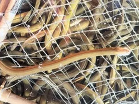 Bỏ vốn 20 triệu nuôi "nhân sâm dưới nước", anh nông dân Hà Tĩnh thu hơn 6,6 tỷ đồng/năm