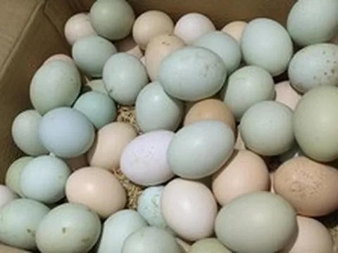 Nghiên cứu phát hiện thời điểm trứng để ở nhiệt độ phòng bị nhiễm khuẩn