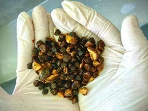 Có thể bạn chưa biết: Loại “đá” kỳ lạ trong bụng bò này hiện đang đắt hơn cả vàng!