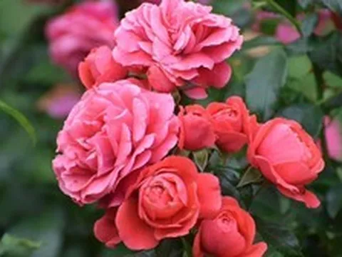 5 loại cây cần cắt tỉa ngay lúc này để có mùa hè bung nở