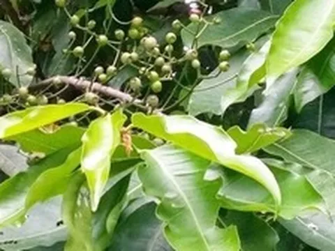 Điều gì xảy ra với cơ thể nếu uống nước lá vối mỗi ngày?