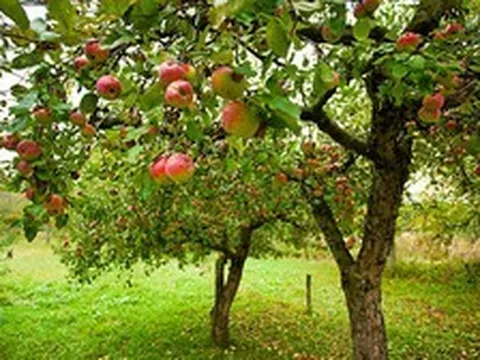 Nghiên cứu trên 50.000 người phát hiện: 1 LOẠI quả giá rẻ, bán đầy ở Việt Nam giúp giảm hơn 40% nguy cơ mắc bệnh tim nếu biết ăn đúng cách