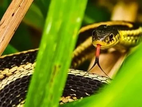 3 loại cây trồng trong vườn nhà, rắn sợ tránh xa, gia chủ có thêm tài lộc