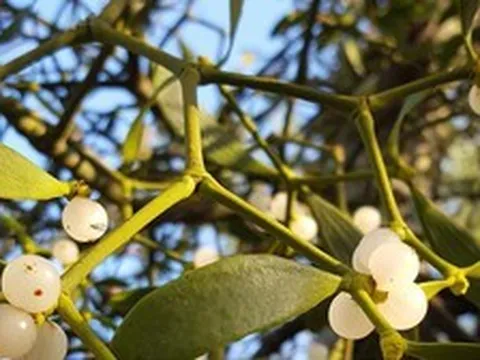 5 loại cây mang lại vận rủi, không nên trồng trong nhà