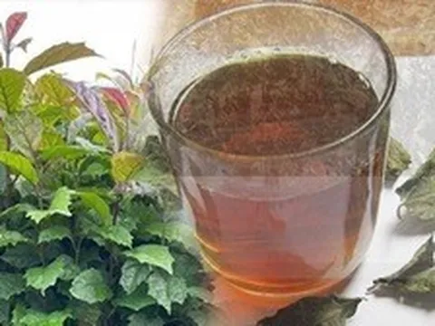 Uống nước xạ đen hàng ngày có tốt?