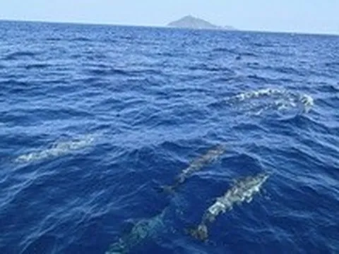 Tuần tra tưởng ảo giác khi thấy hơn 100 sinh vật trồi lên giữa biển, chuyên gia nói: Hiện tượng cực hiếm