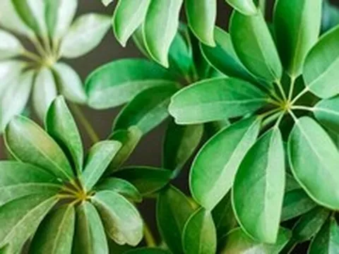 3 loại cây đặc biệt phù hợp với tuổi 40 trở lên: Biết trồng thì thể chất và tinh thần đều đi lên