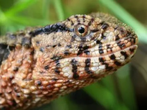 "Quái vật" thằn lằn cá sấu hiếm bậc nhất Việt Nam trở về ngoạn mục sau nhiều năm lưu lạc tại Đức