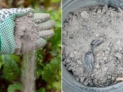 Mùa xuân rắc thứ này ra vườn, cây cối xanh tươi, sâu bệnh biến mất