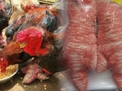 Giống gà tiến vua mang đôi chân vảy rồng ở Hưng Yên, nay giá 50 triệu đồng giới nhà giàu vẫn xếp hàng chờ mua