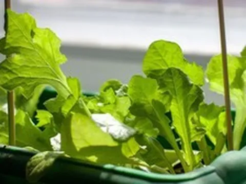 3 loại cây rất hợp với người U50: Biết trồng thì thể chất và tinh thần tốt lên trông thấy