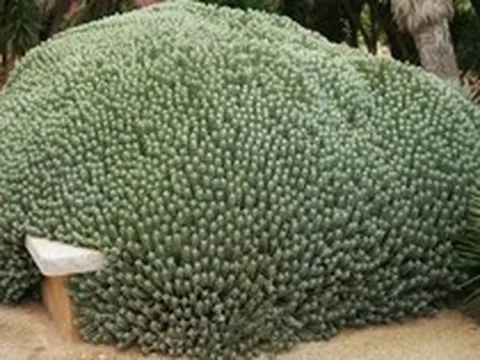 Chất cay mạnh nhất thế giới không đến từ ớt mà từ một loài cây đầy nhựa, với mức độ cay có thể gây sốc vượt xa mọi giới hạn của con người