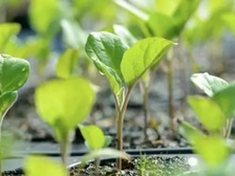 7 loại rau nên trồng ngay bây giờ