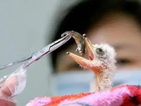 Đi câu cá, người đàn ông bất ngờ đụng độ loài vật hiếm hơn gấu trúc: Cả thế giới chỉ còn 1.000 con