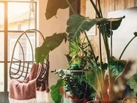 5 loại cây cảnh không nên mua kẻo phí tiền, phí sức