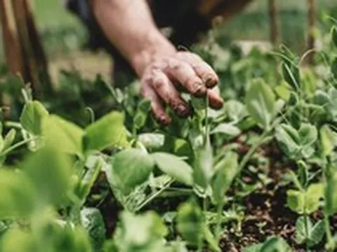 5 loại rau dễ sống, năng suất cao nên trồng ngay bây giờ