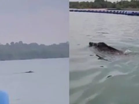 Thấy 'thủy quái' bơi vụt qua trước mặt, nhóm người vội gọi hỗ trợ, chuyên gia nói: Đây là điều rất hiếm!