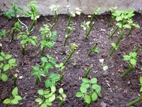 5 loại rau mùa hè dễ trồng nhất, lại nhanh được thu hoạch