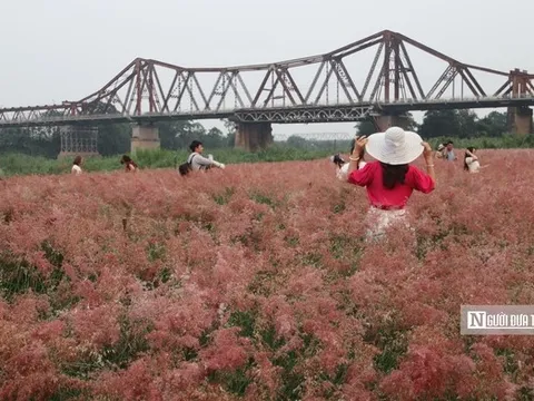 Vườn cỏ hồng dưới chân cầu Long Biên khiến du khách bất ngờ khi đến tận nơi