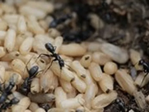 Sốc phản vệ nguy kịch sau khi ăn món trứng kiến