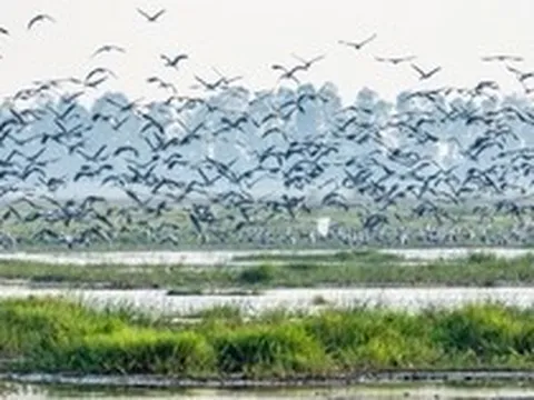 Hiện tượng lạ: Hàng ngàn chim hoang dã ùn ùn kéo về, che kín bầu trời Vườn Quốc gia sau 20 năm