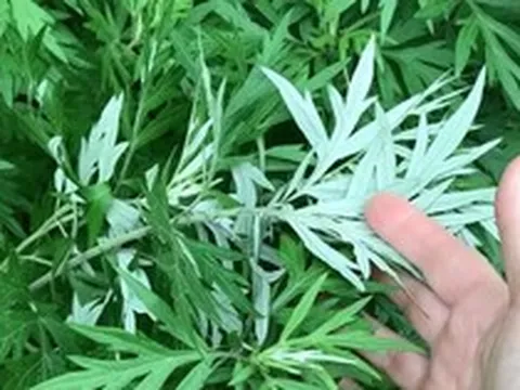 3 loại rau nhất định phải trồng trong vườn nhà: Có một cây cũng tốt đủ đường