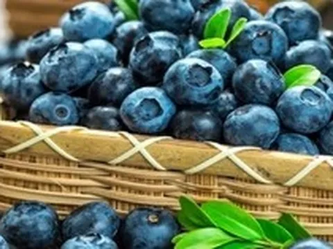 Mùa việt quất tươi đầy chợ, đừng chỉ ham quả to nhất: Người nông dân giàu kinh nghiệm cho biết "chỉ cần nhớ 4 điểm này!"