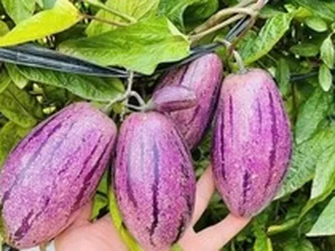 Loại quả lạ gây "sốt mạng" vì không chỉ giải nhiệt mùa hè còn tốt cho tim mạch, cực giàu vitamin, dưỡng da, giảm cân