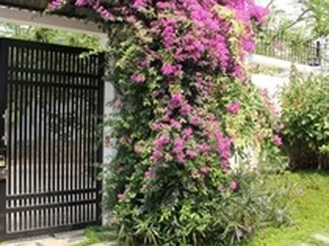 Lời khuyên đến những gia đình đang trồng hoa giấy