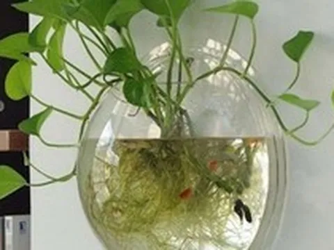 Lời khuyên đến những gia đình đang trồng trầu bà