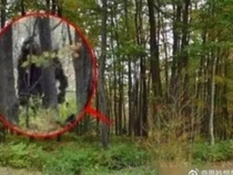 Loài thú lạ “đầu lừa, mình sói”, dài tới 2m bất ngờ tái xuất sau 500.000 năm: Sự thật quá bất ngờ!