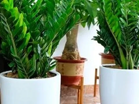 Lời khuyên đến những gia đình đang trồng kim tiền