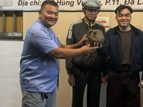 Thấy tê tê quý hiếm bò vào quán nhậu ở Đà Lạt, chủ quán gọi báo kiểm lâm