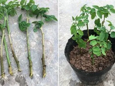 3 loại rau "bổ như sâm", nên trồng trong nhà ngay